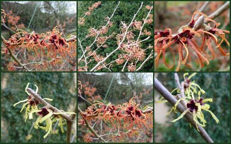 hamamelis