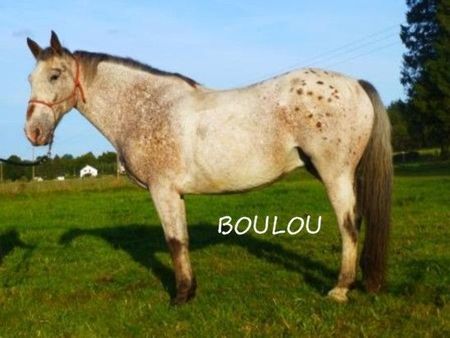 Boulou_b