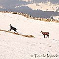 La balade du dimanche : quand les chamois se montrent au sommet de la Dôle (Jura )