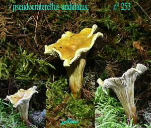 pseudocraterellus_undulatus_n_253