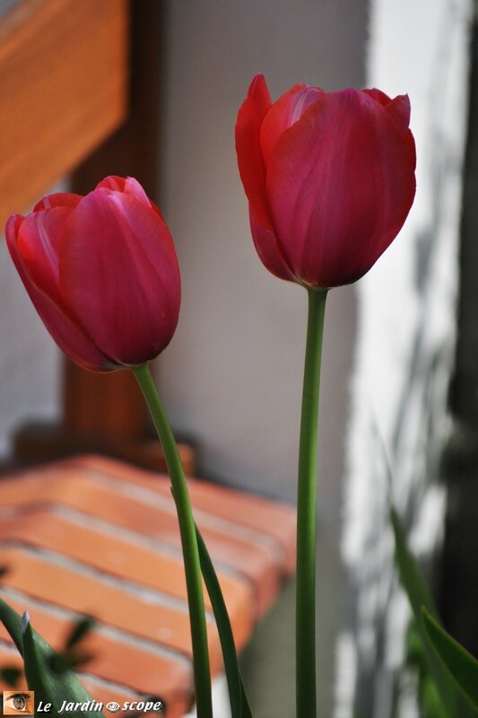 Tulipe rouge