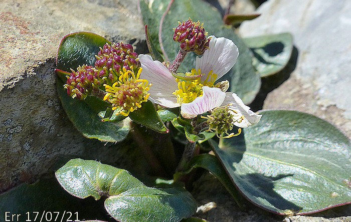 Ranunculus parnassifolius subsp parnassifolius