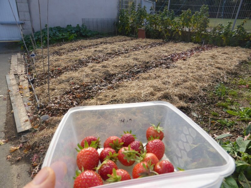 6-fraises (21)