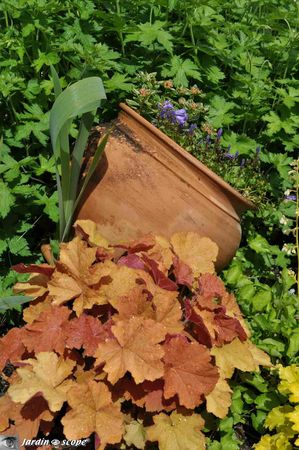 Heuchera-x-Micrantha-caramel