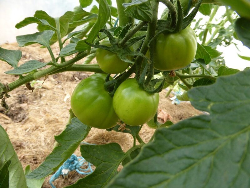 30-tomates-serre (15)