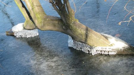 lac-arbre gelé