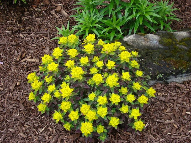 Euphorbia polychroma bonfire fin mai