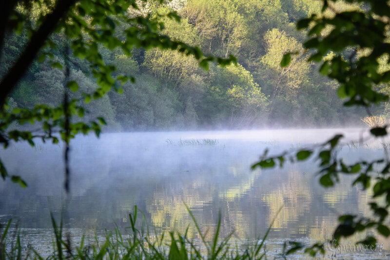 forêt mervent vouvent et les légendes du Poitou (2)