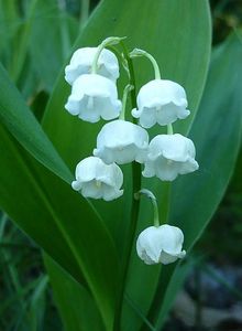 muguet