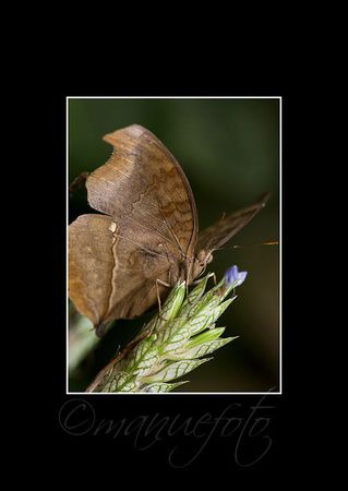 Papillons-Naturospace-123
