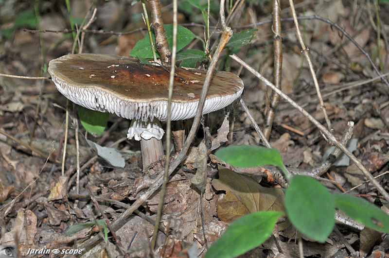 Amanite rougissante • Amanita rubescens • Amanitaceae