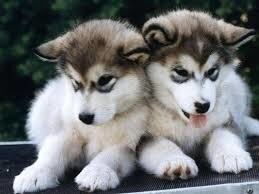 Résultat de recherche d'images pour "photo de 2 chiens husky bébé"