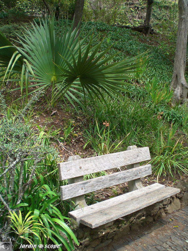 Palmier Howea derrière un banc en bois