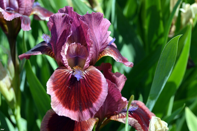 190501_iris_val_drome_3