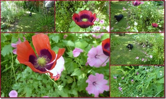 jardin 22 juillet 20193