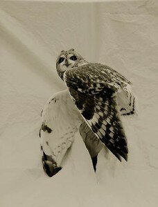 short_eared_owl