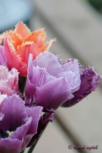 IMG_2116copie2