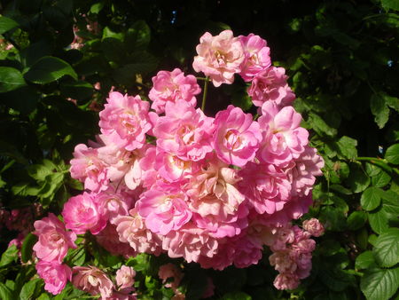 Roses_jardin_des_plantes_011