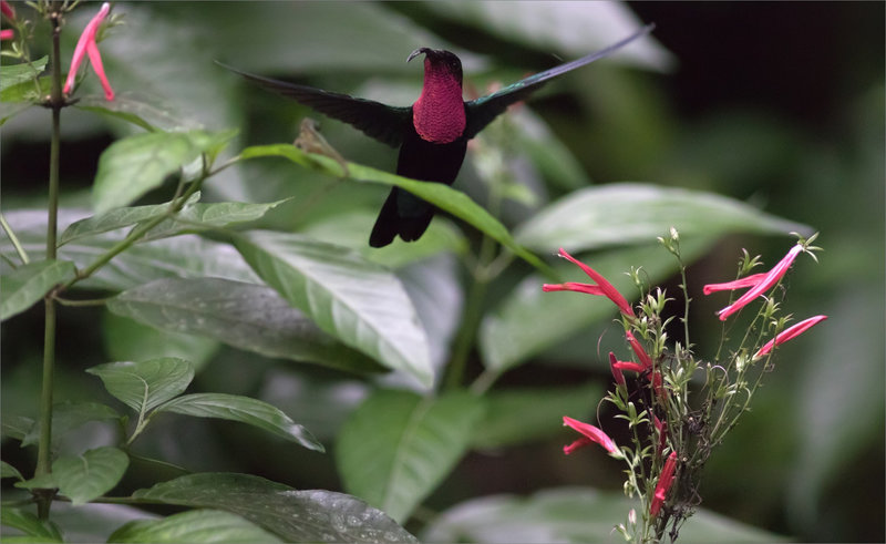Martinique J8 7D canal Esclaves colibri 111217 45 oiseau colibri tache rouge