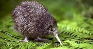10 best places to see kiwi birds in New Zealand | 100% Pure NZ