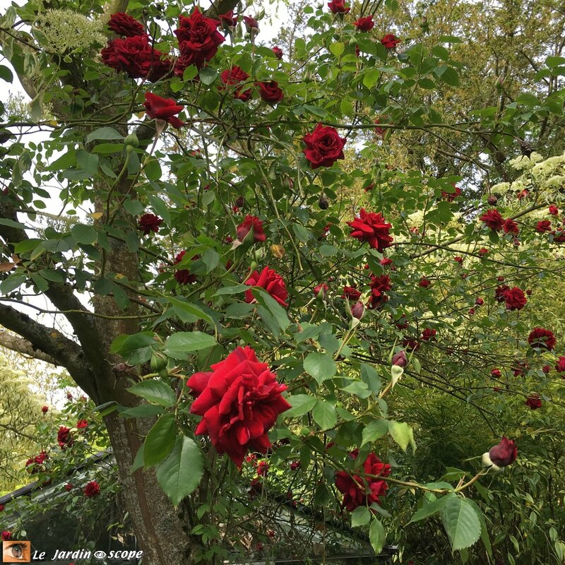 2633-Red-Parfum