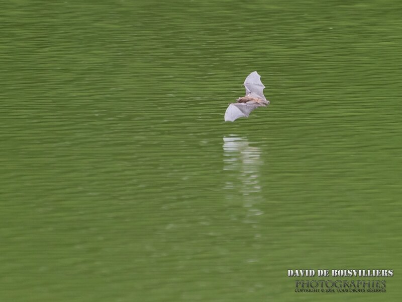 Le murin de Daubenton (Myotis daubentonii)