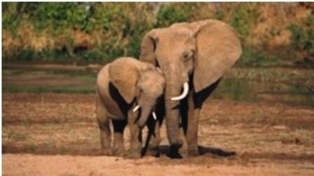 couple d'éléphants