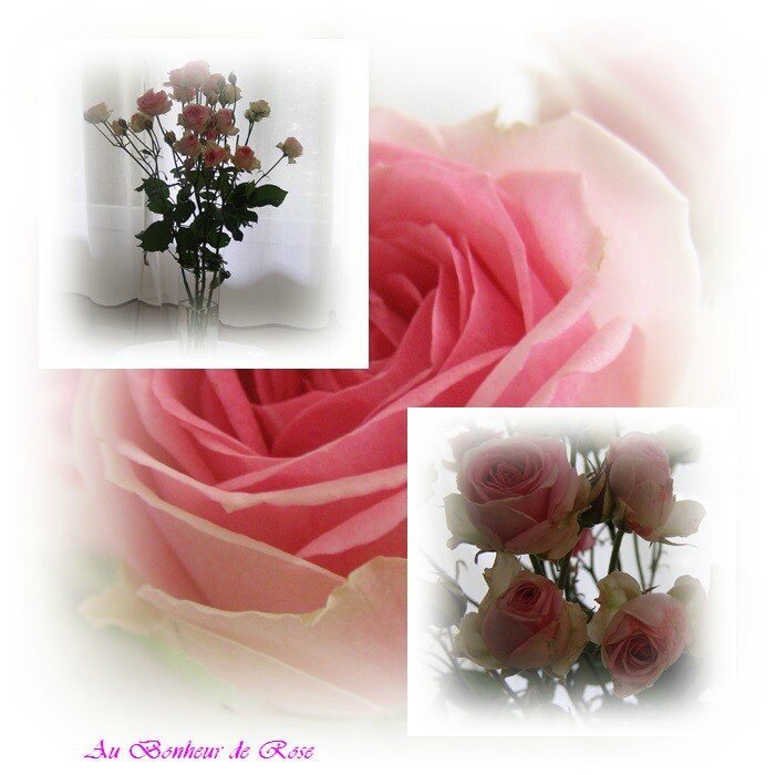 Roses mini Eden