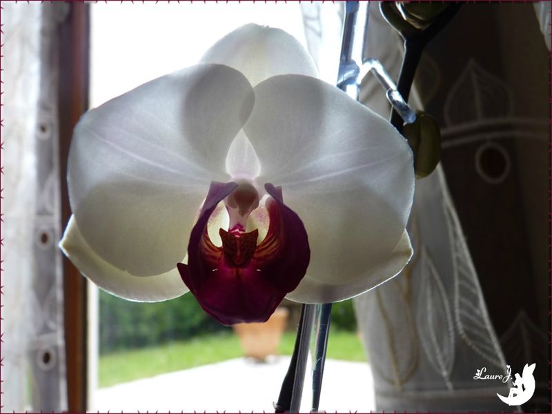 Mes orchidées 13 juin 2013 3