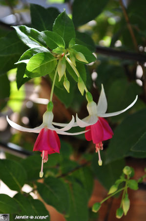 Fuchsia_2