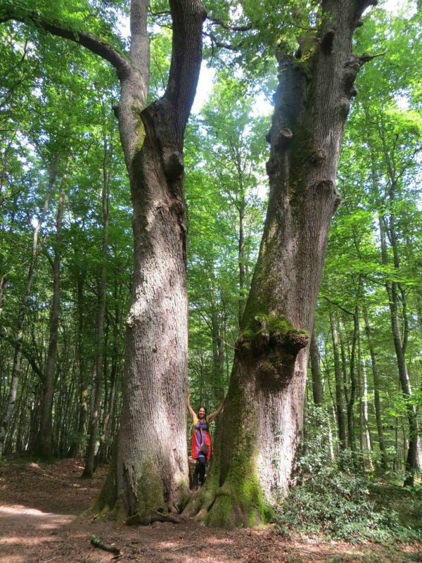 Chêne Jumeaux forêt de Tronçais