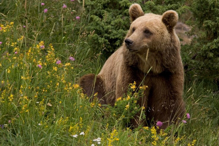 ours