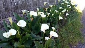 Iris germanica et L'arum (Calla) - le jardin de jean marie