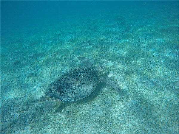 Madagascar Nosy Iranja Tortue luth qui nage