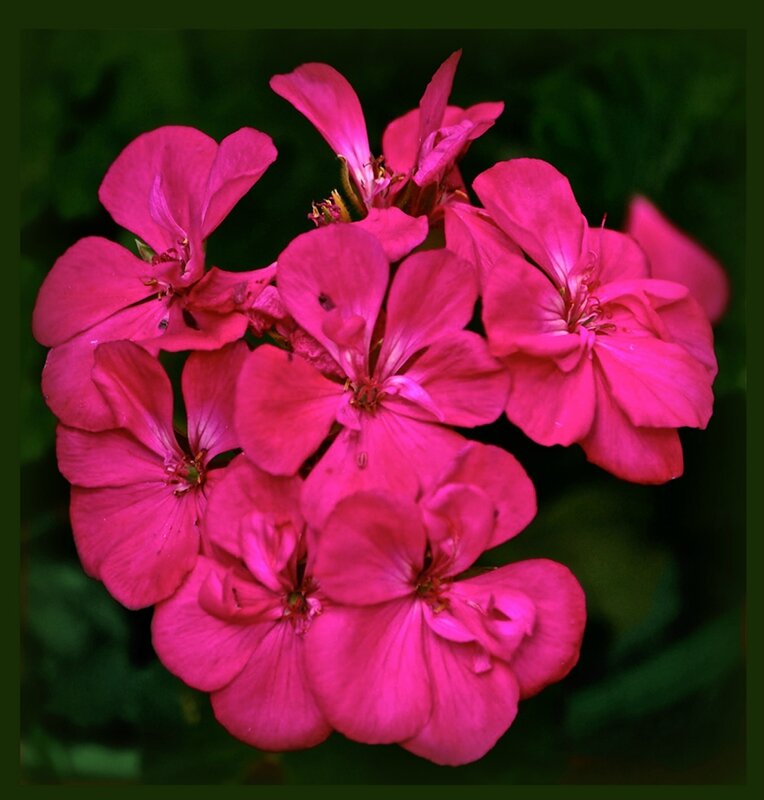 GERANIUM