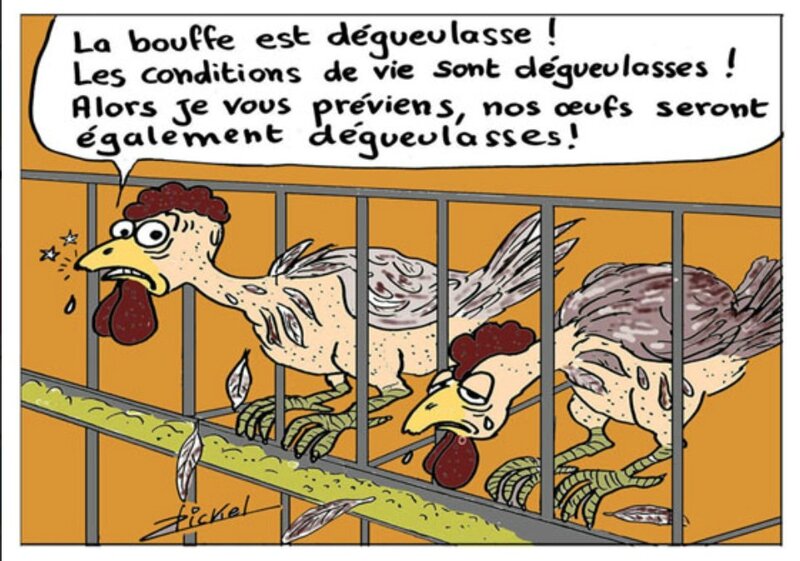 Dessin élevage intensif poulet