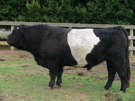 belted galloway miniature 13