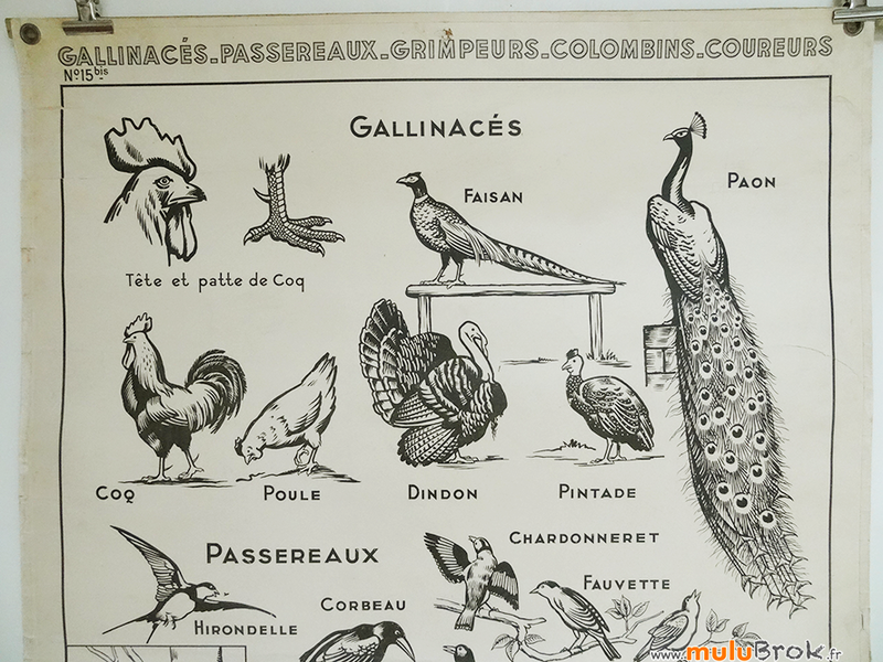 AFFICHE-GALLINACE-Hatier-2-muluBrok-Brocante