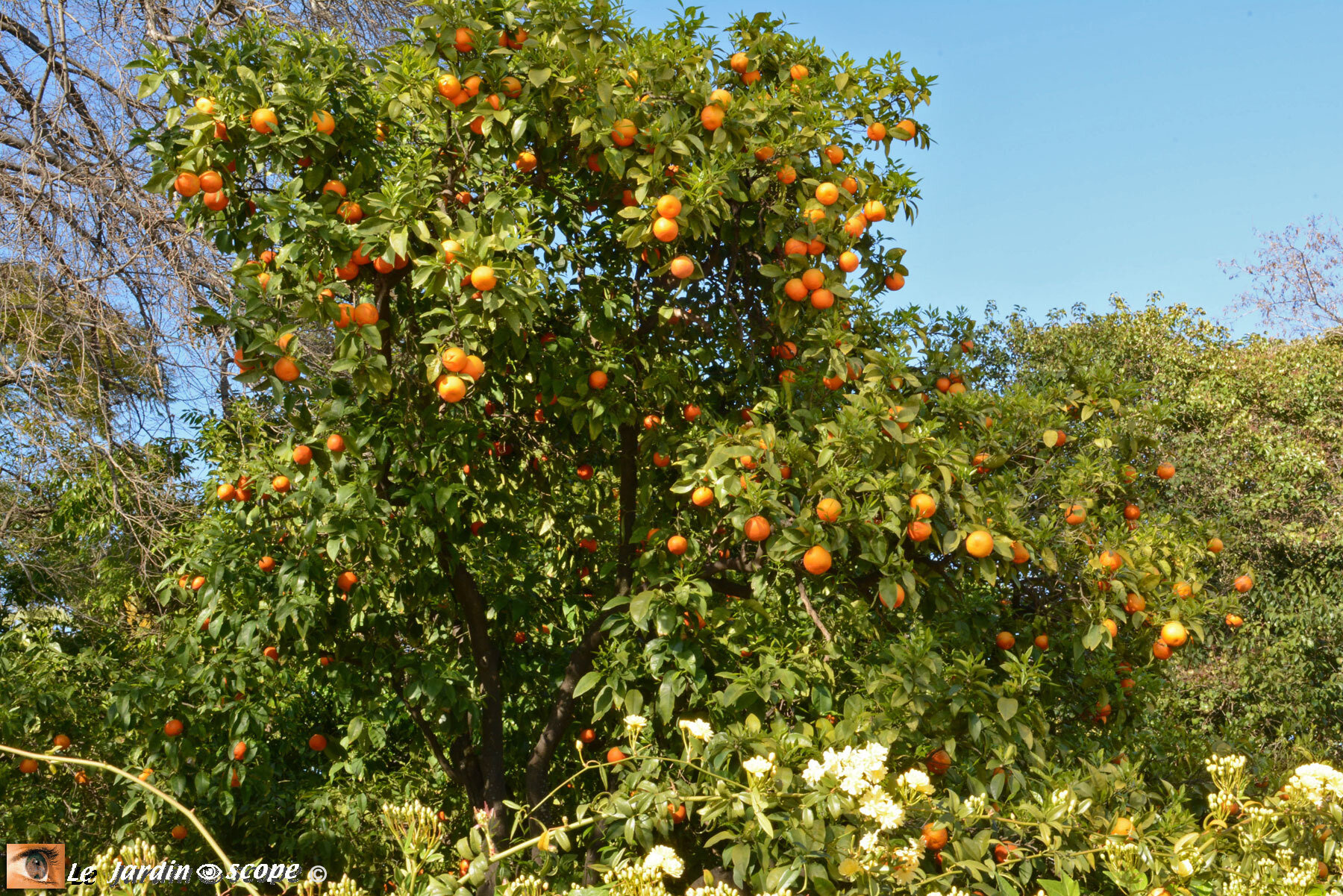 Arbre d'oranges amères • Citrus aurantium • Famille des Rutaceae