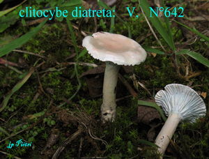 clitocybe_diatreta_n_642