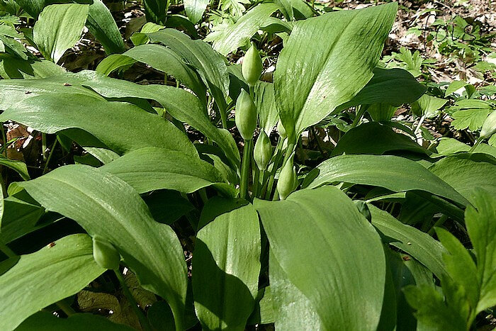 feuilles toutes radicales 2 ou 3 planes molles ovales lancéolées