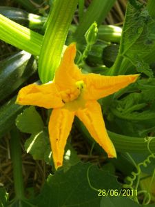 courgettes 2011 (6)