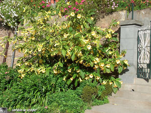 8994_Datura_candida