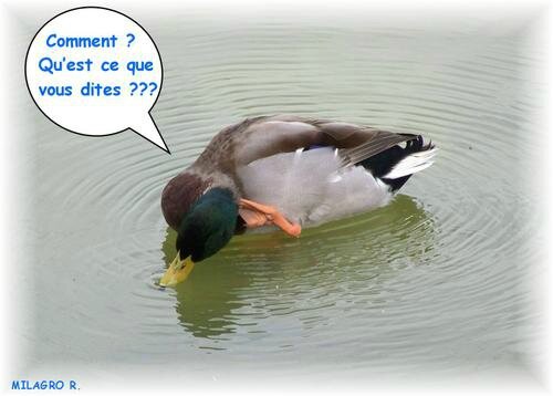 rm-pb-canard-colvert-se-gratte-le-tete