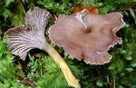 Chanterelle_en_entonnoir13