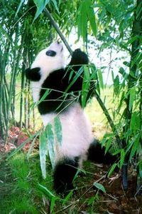 giant panda_1