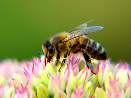 34514688-abeille