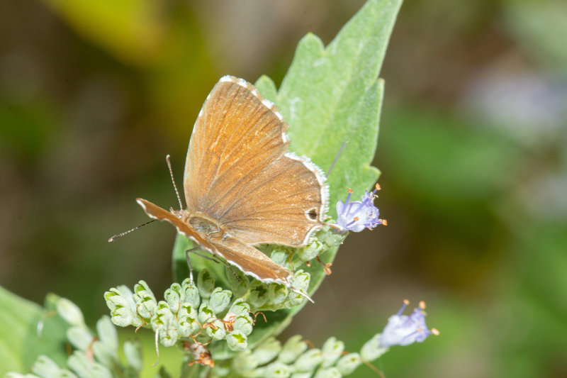 Cacyreus marshalli_3030