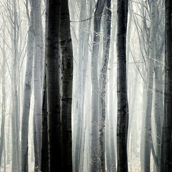 behance gallery a forest