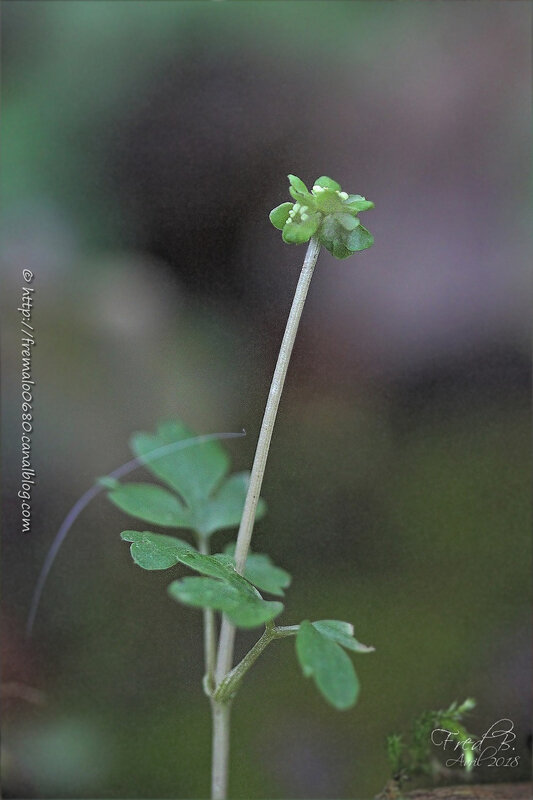 Adoxa moschatellina